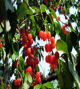 乡约·第九届樟木樱桃节